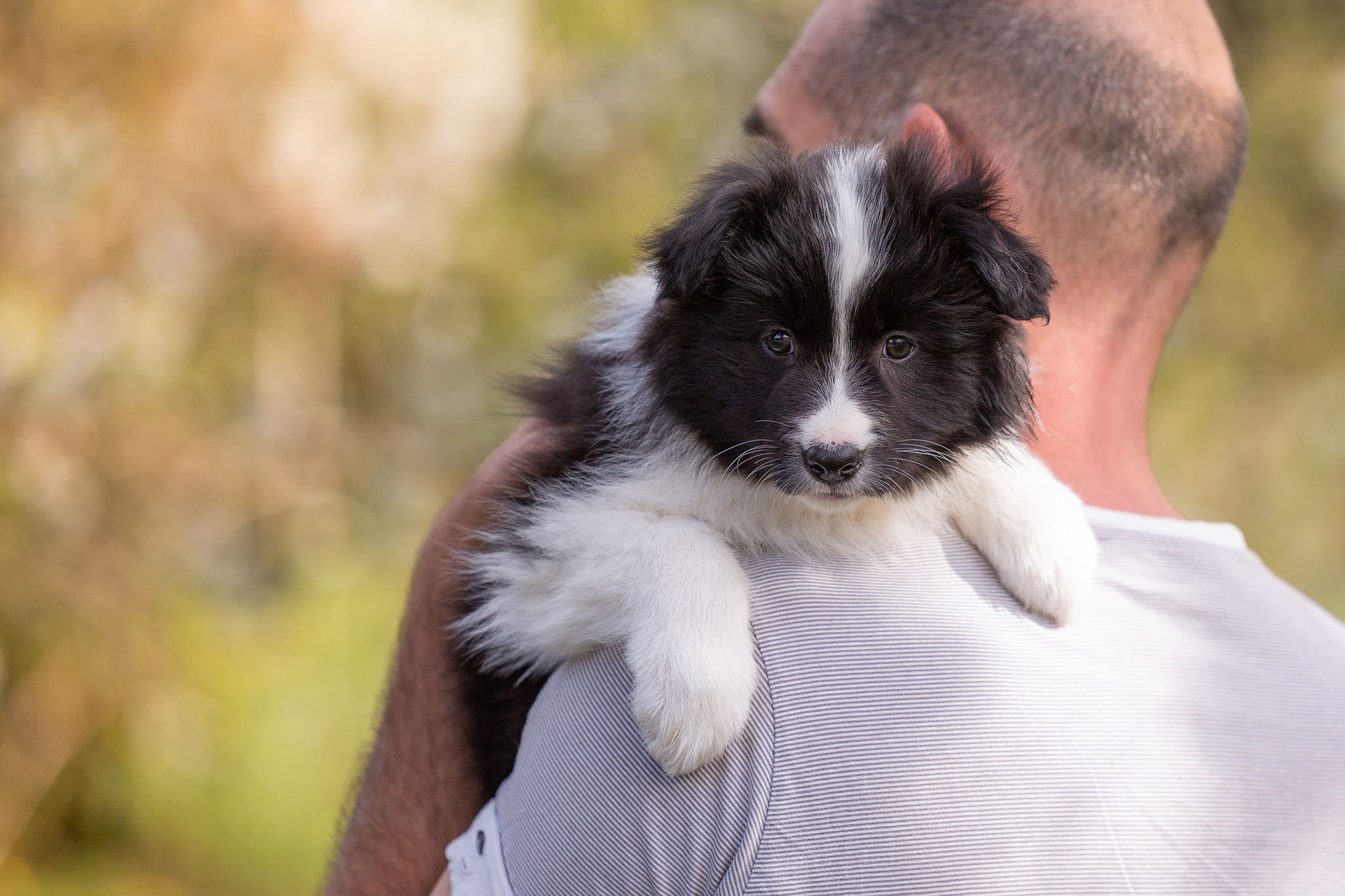 Border Collie Welpen