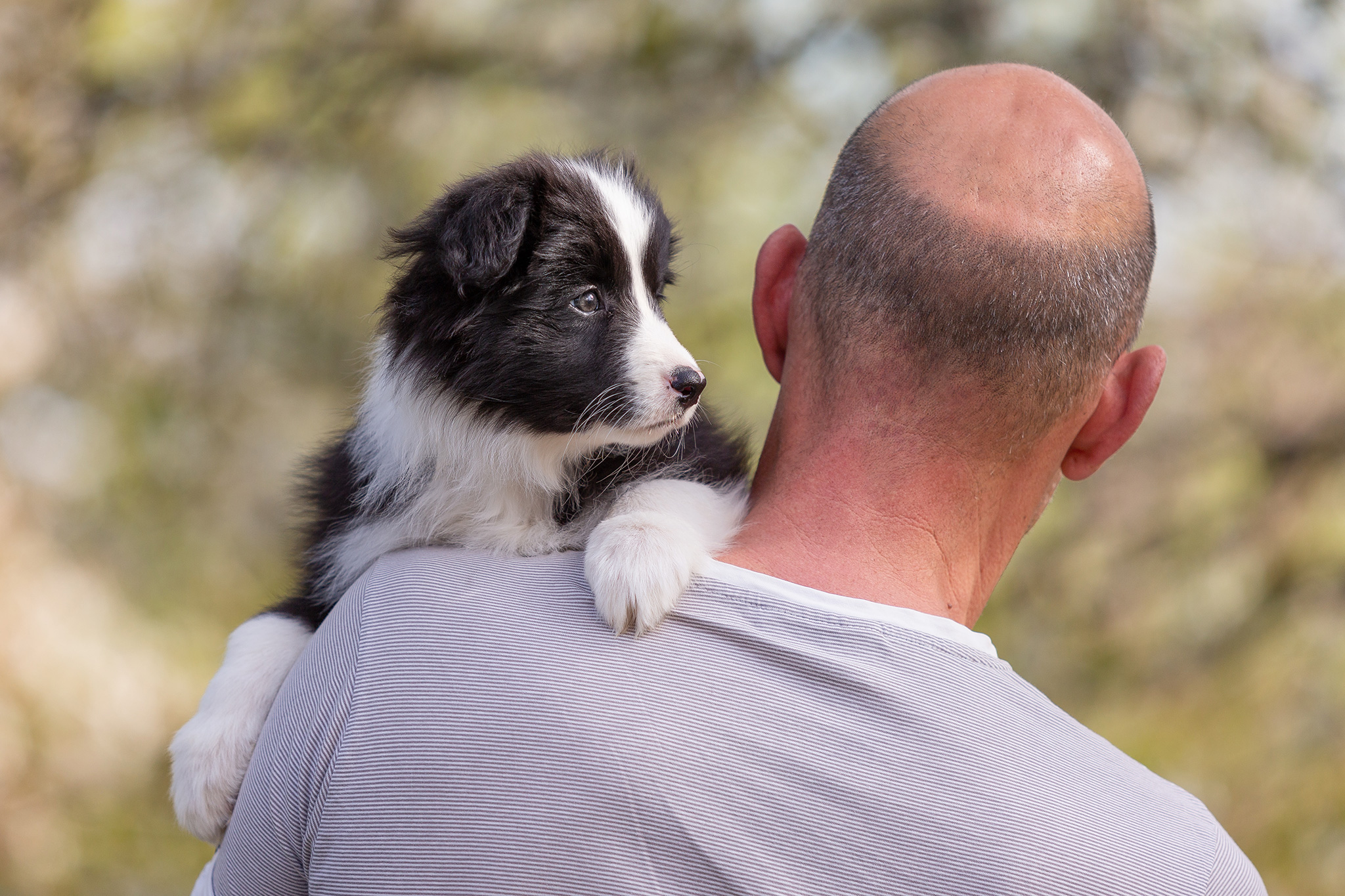 Border Collie Welpen