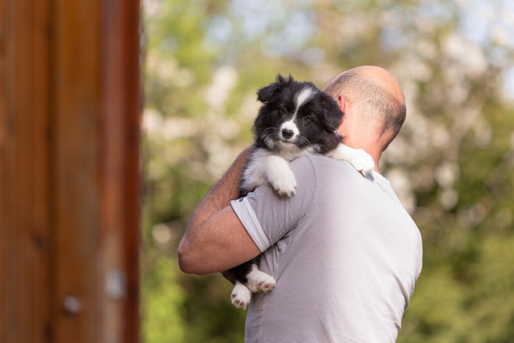 Border Collie Welpen