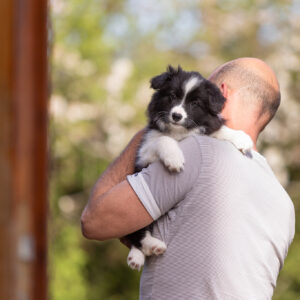 Border Collie Welpen