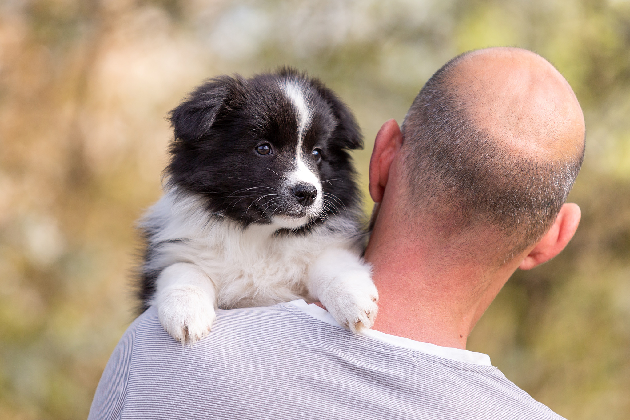 Border Collie Welpen