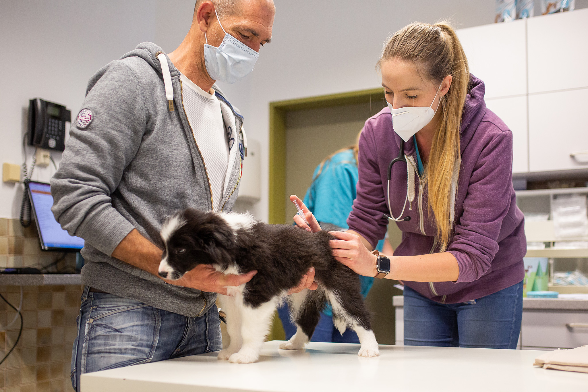 Border Collie Welpen beim Tierarzt in Bad Marienberg