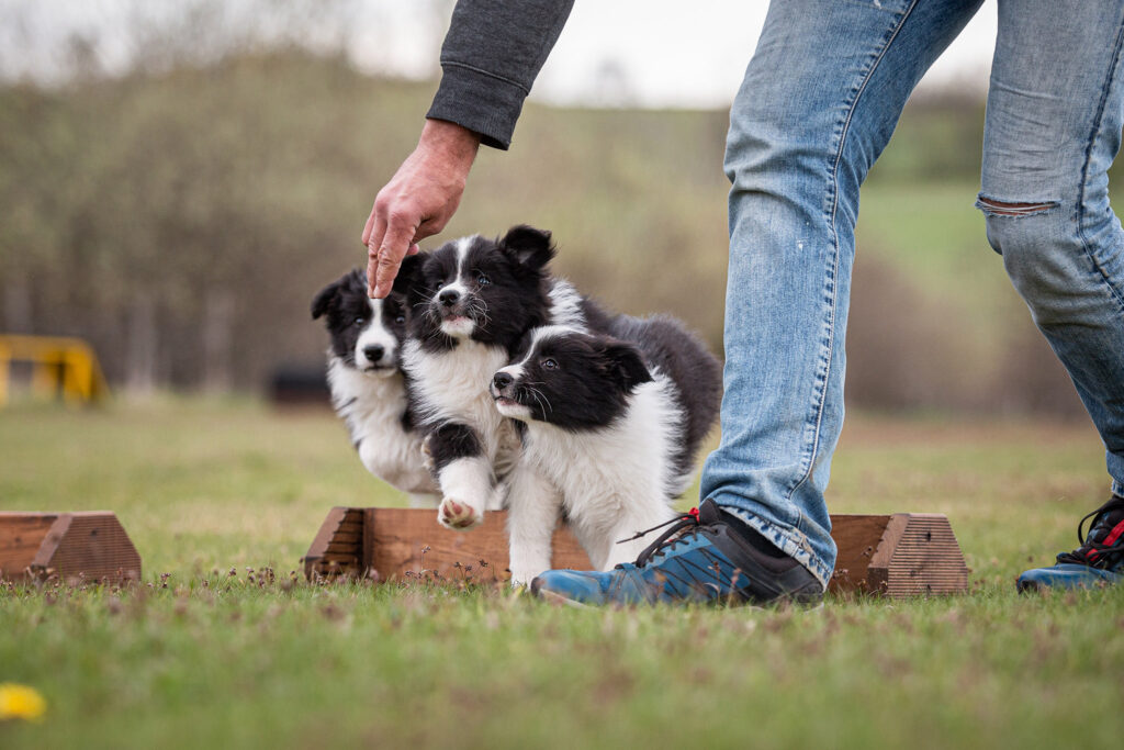 Border Collie Welpe, 9 Wochen alt