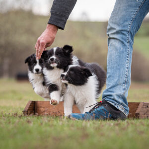 Border Collie Welpe, 9 Wochen alt