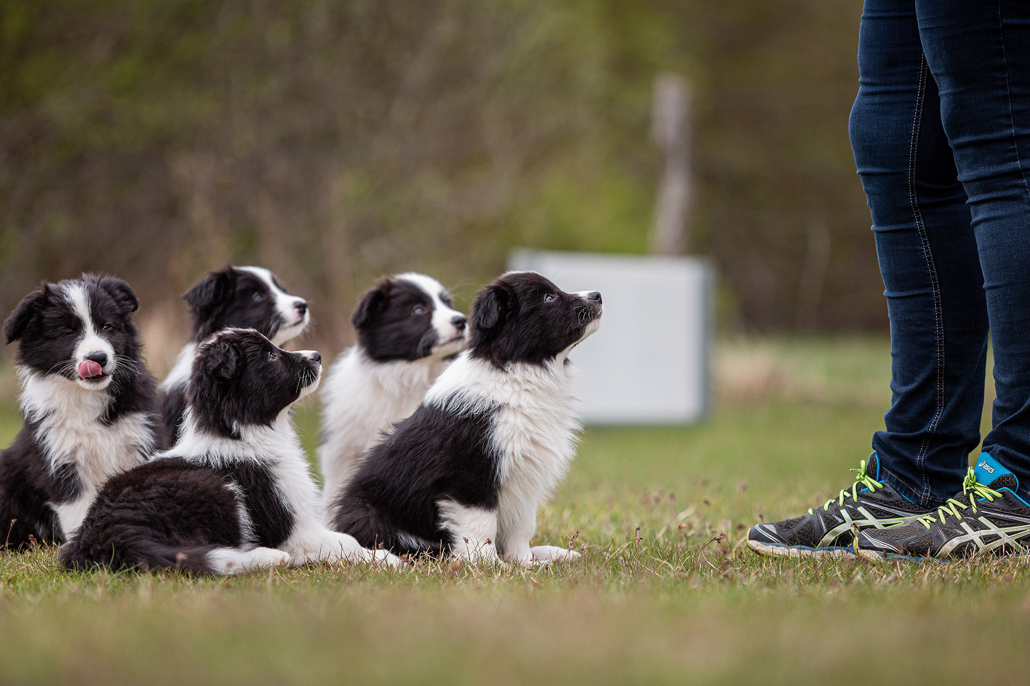 Border Collie Welpe, 9 Wochen alt