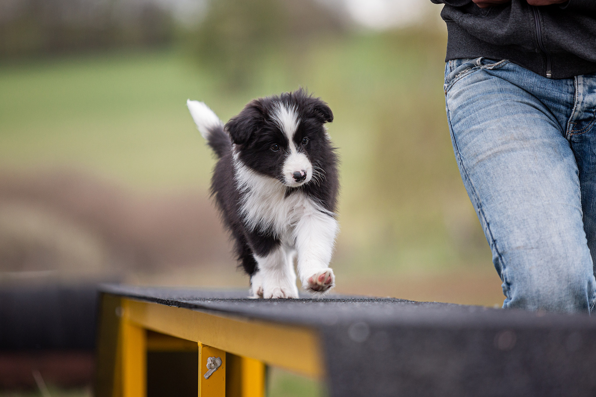 Border Collie Welpe, 9 Wochen alt