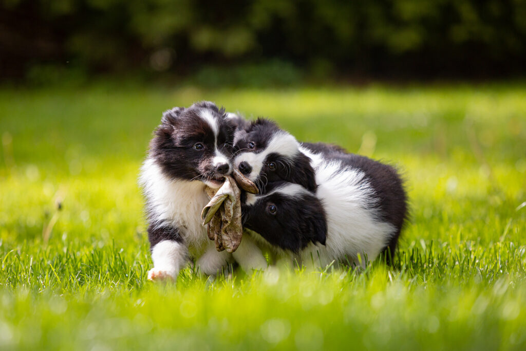 Border Collie Welpen mit Gartenhandschuh