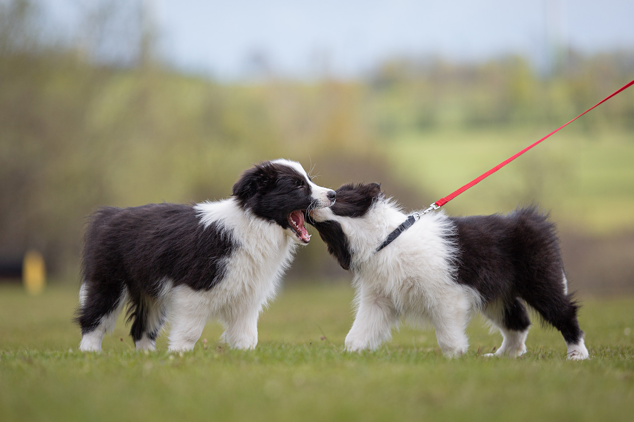 Border Collie Welpen auf dem Hundeplatz