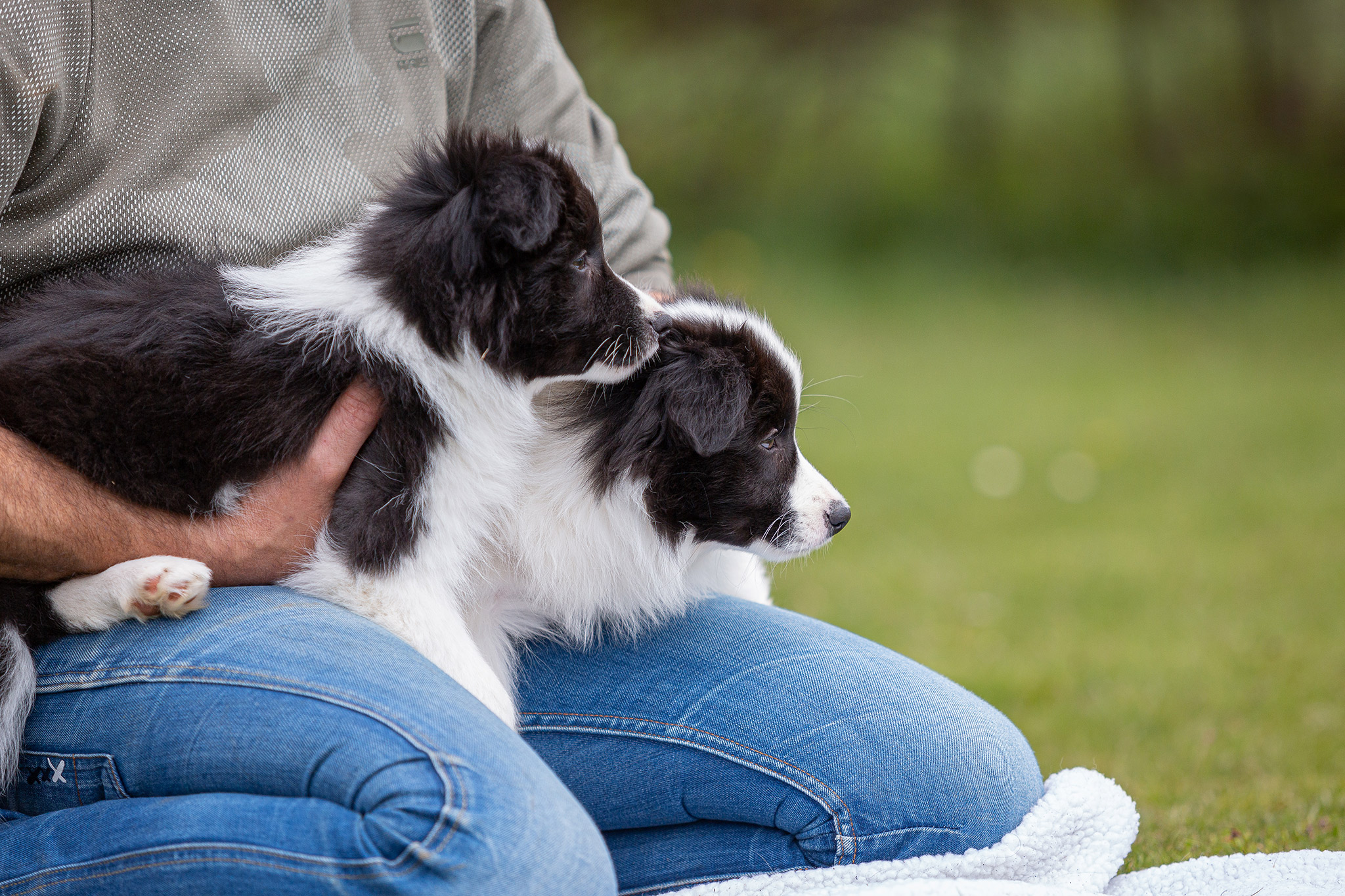 Border Collie Welpen auf dem Hundeplatz