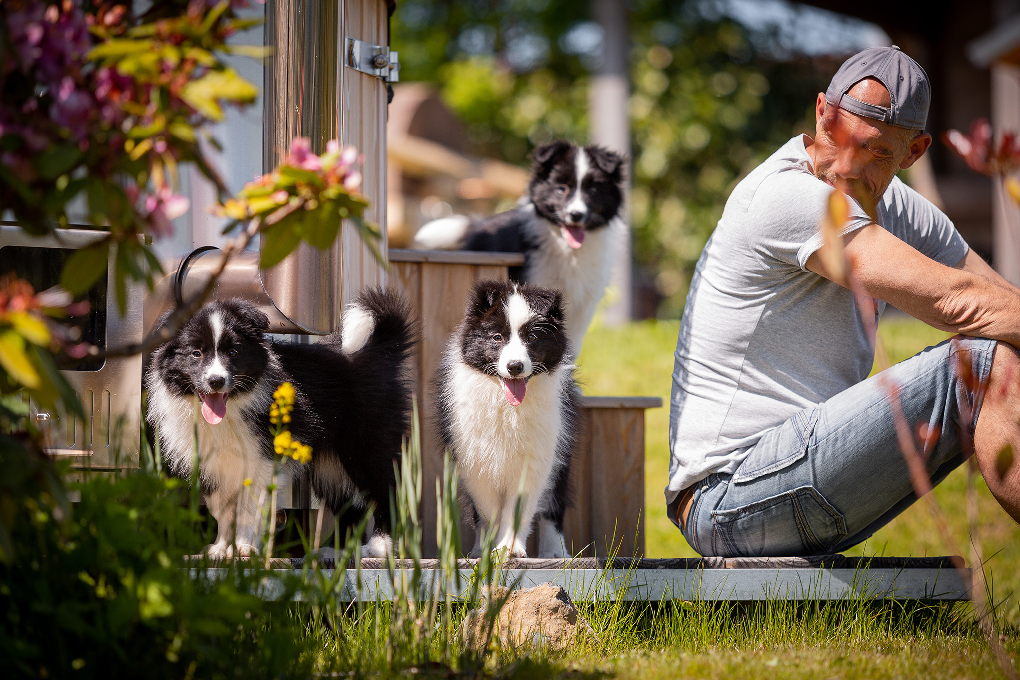 Border Collie Welpen