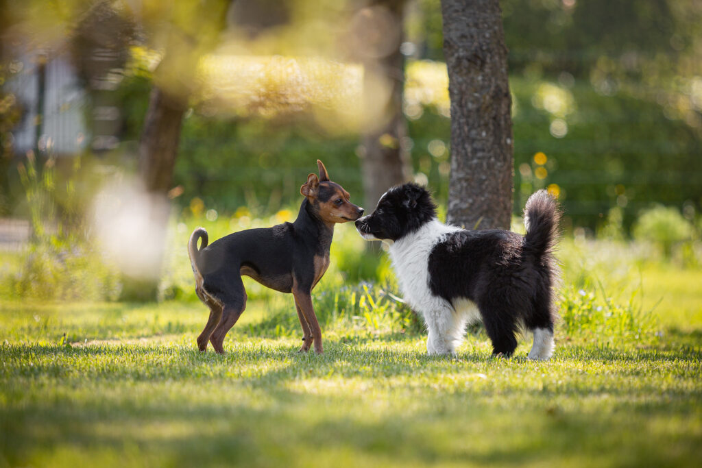 Border Collie Welpen