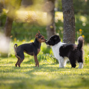 Border Collie Welpen