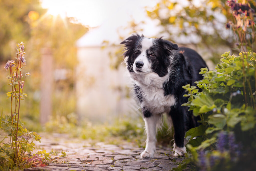 Ältere Border Collie Hündin