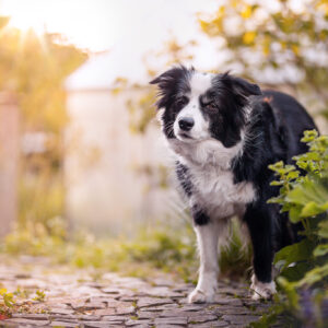 Ältere Border Collie Hündin