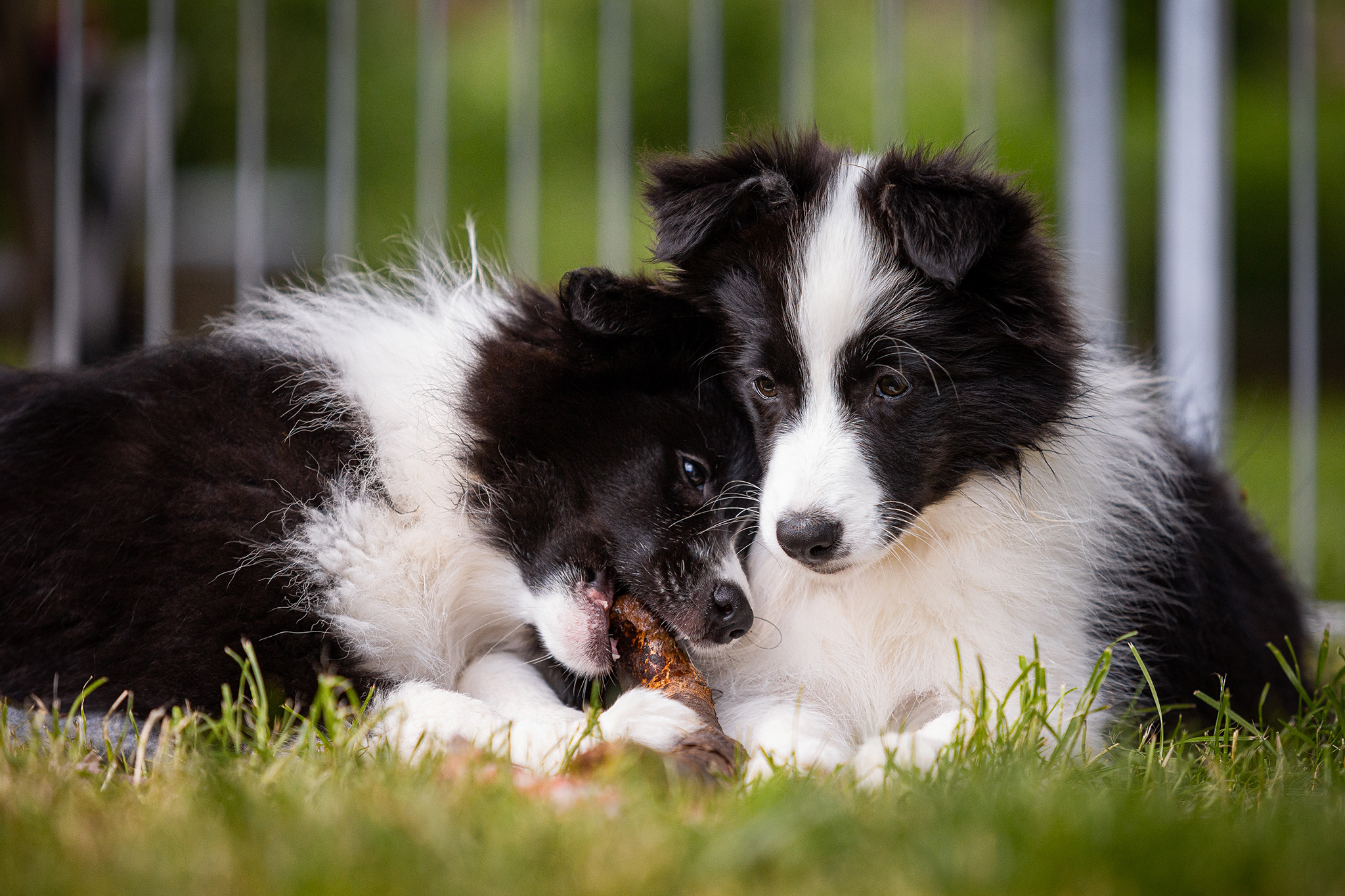 Border Collie Welpen