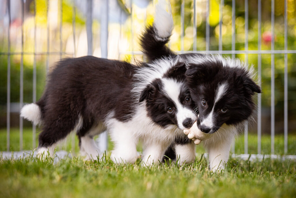 Border Collie Welpen