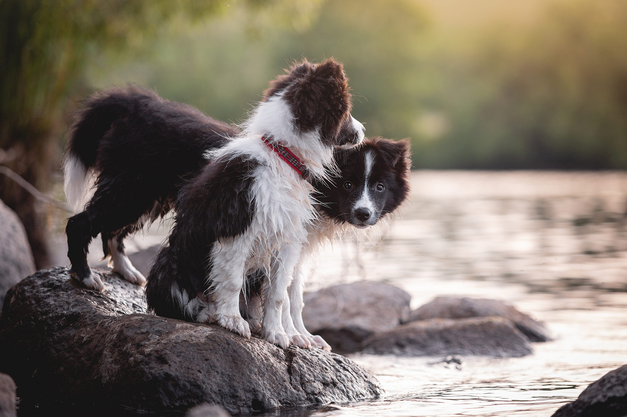 Border Collie Welpen beim Baden am See