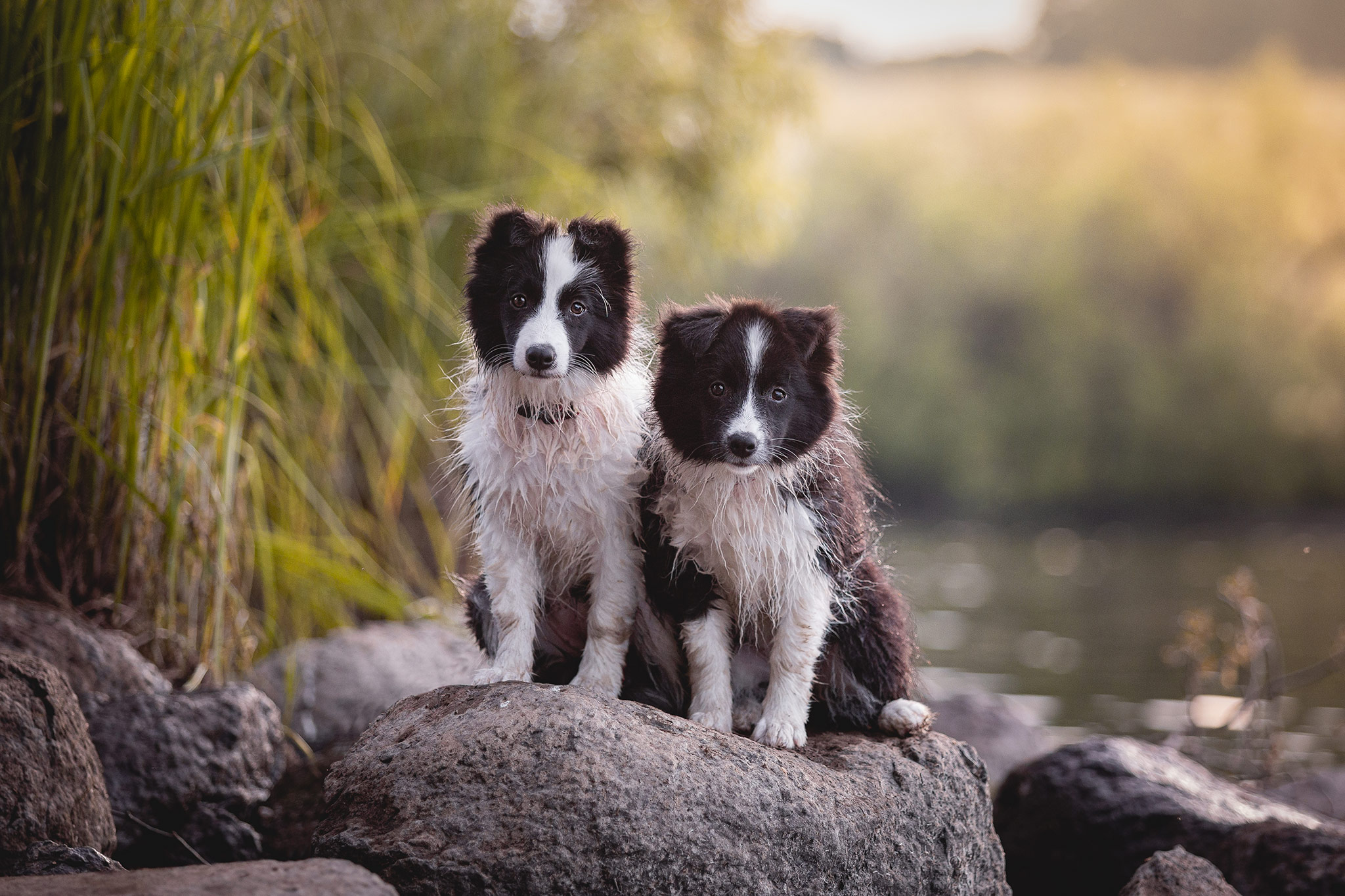 Border Collie Welpen beim Baden am See