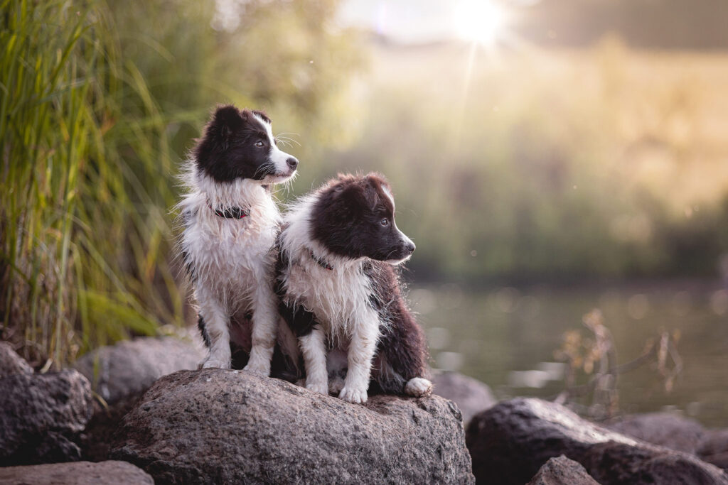 Border Collie Welpen beim Baden am See