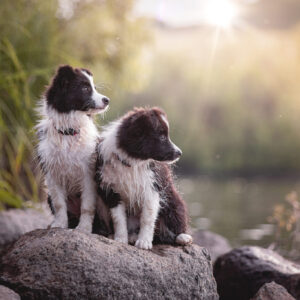 Border Collie Welpen beim Baden am See