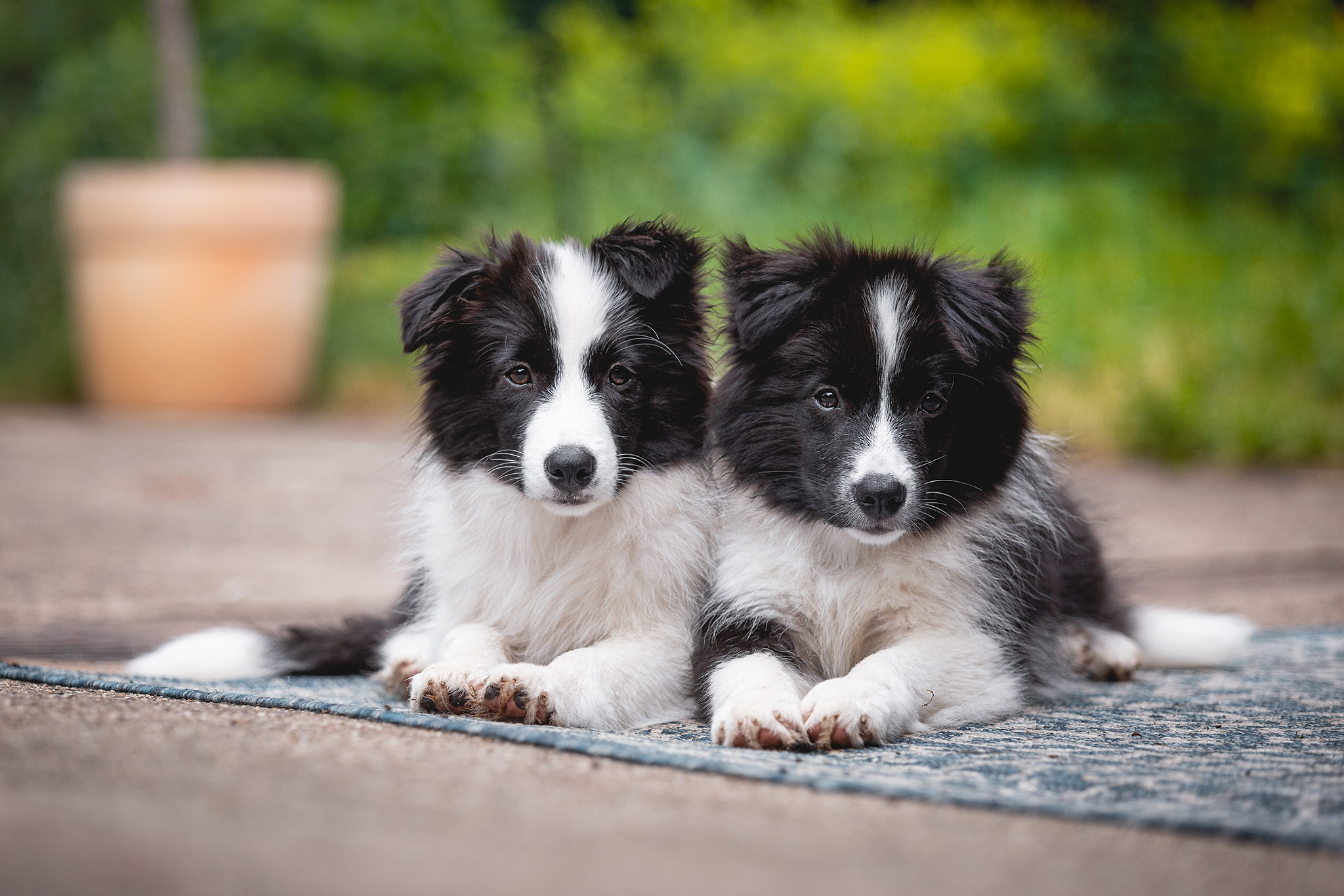 Border Collie Welpen