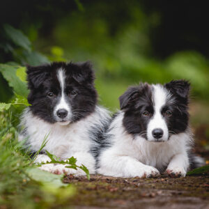 Border Collie Welpen