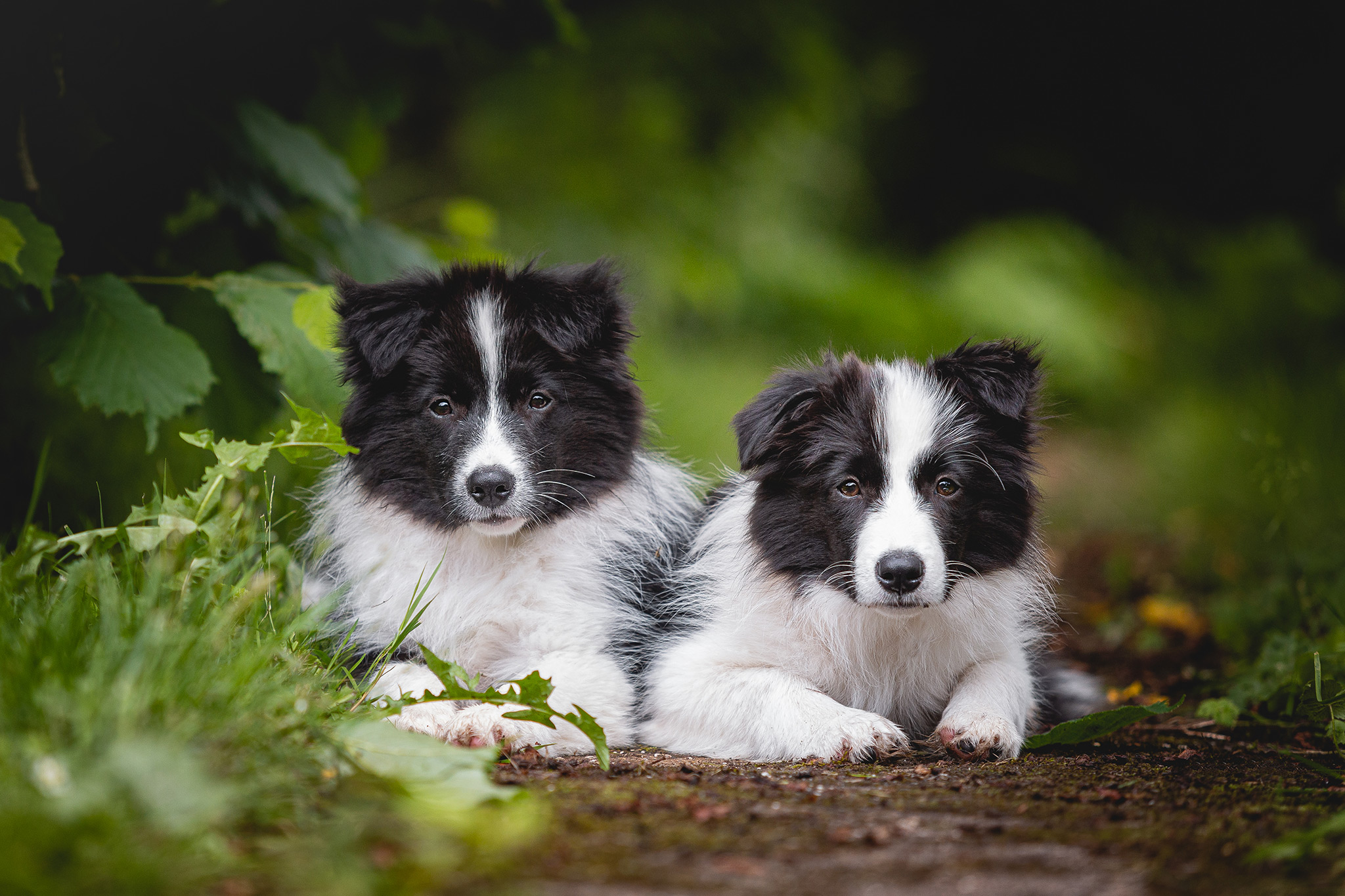 Border Collie Welpen