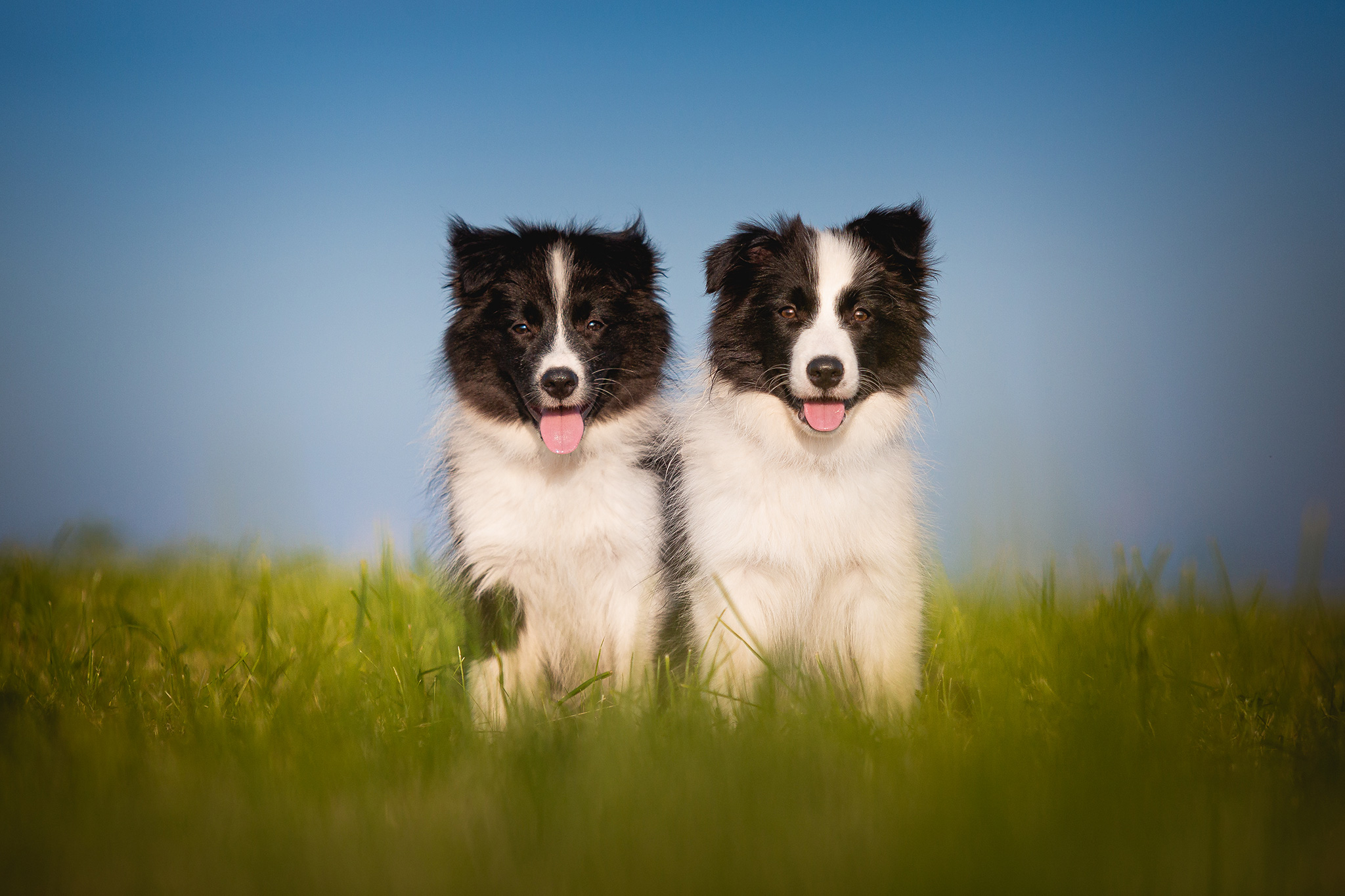 Border Collie Welpen