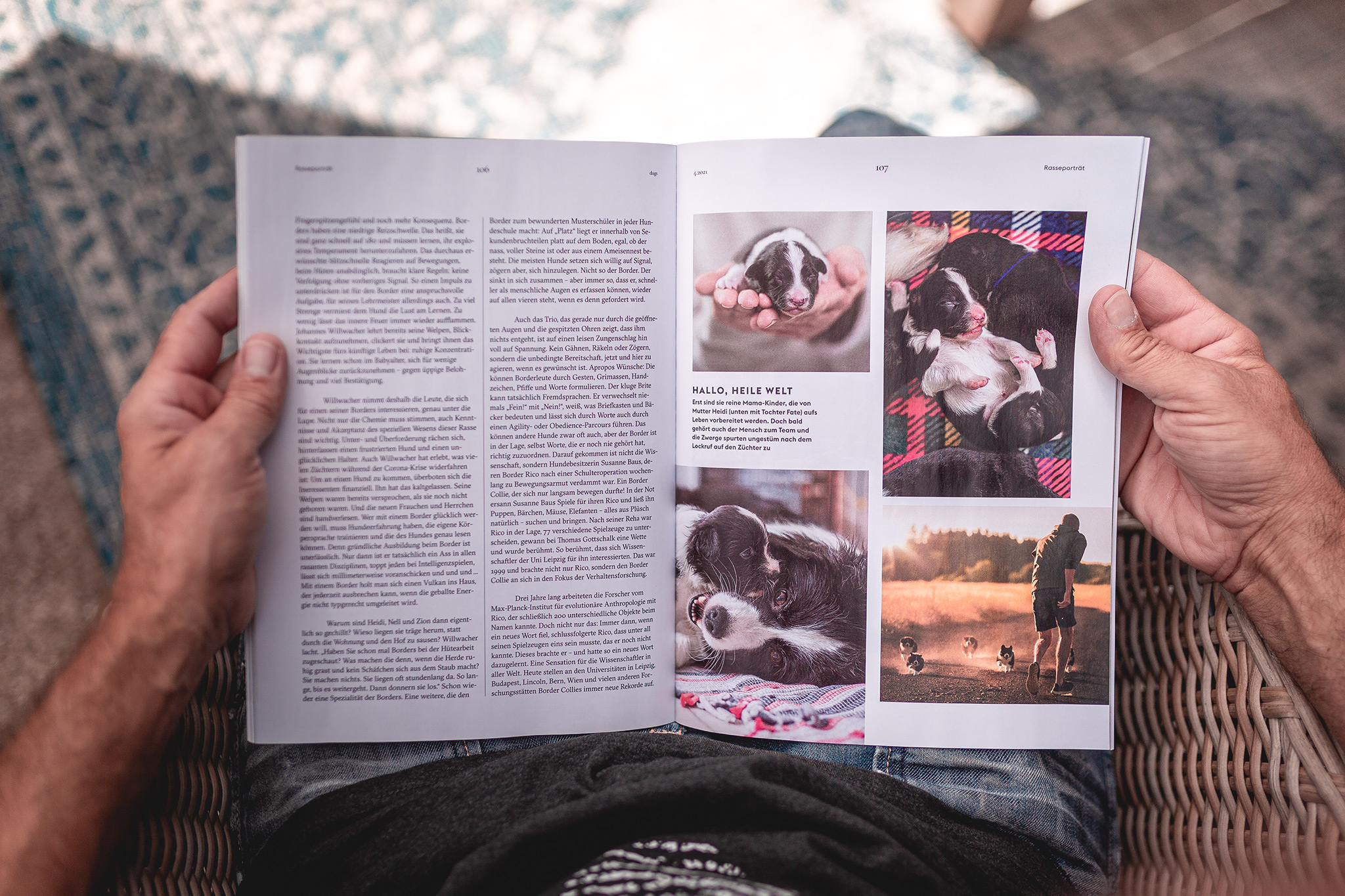 Broadmeadows im dogs-Magazin (Ausgabe 04|2021)