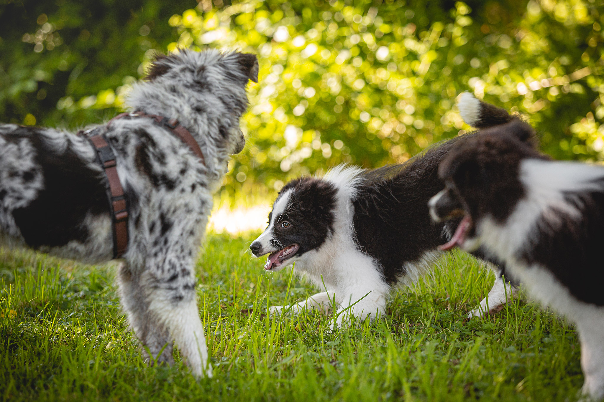 Border Collie Welpen