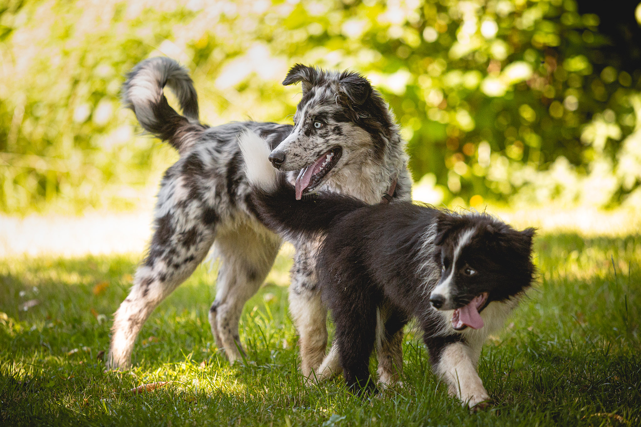 Border Collie Welpen