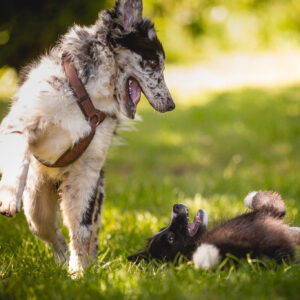 Border Collie Welpen