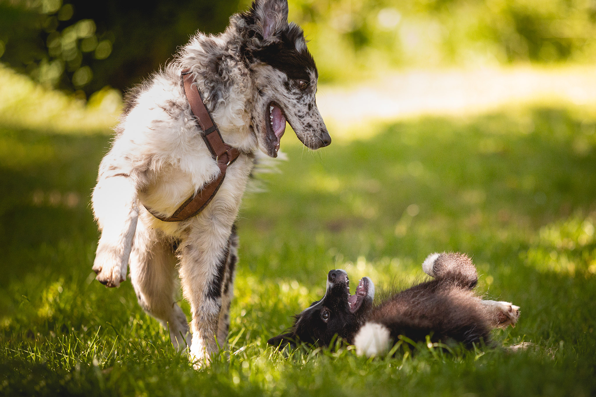 Border Collie Welpen