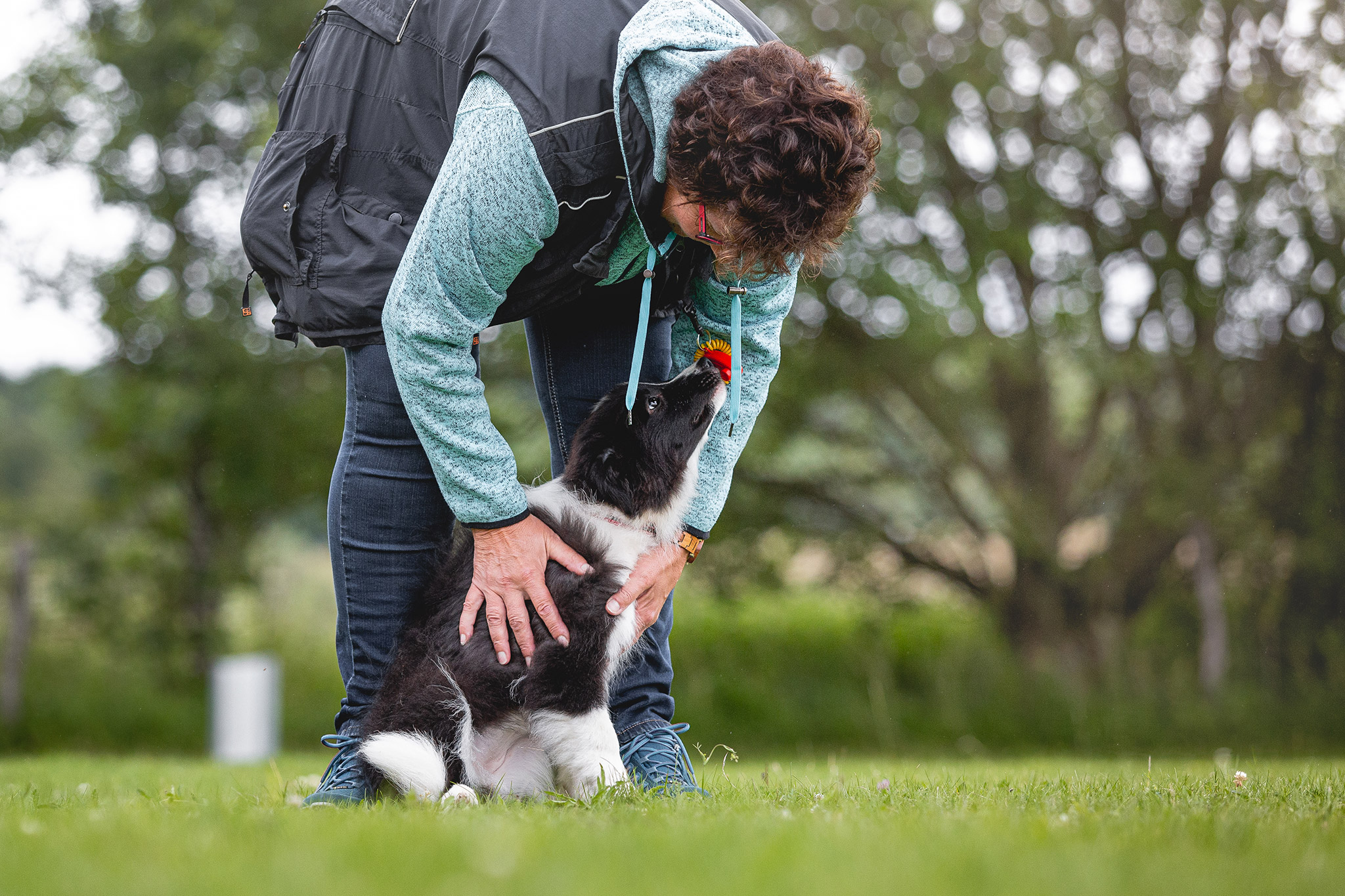 Border Collie Welpe im Training