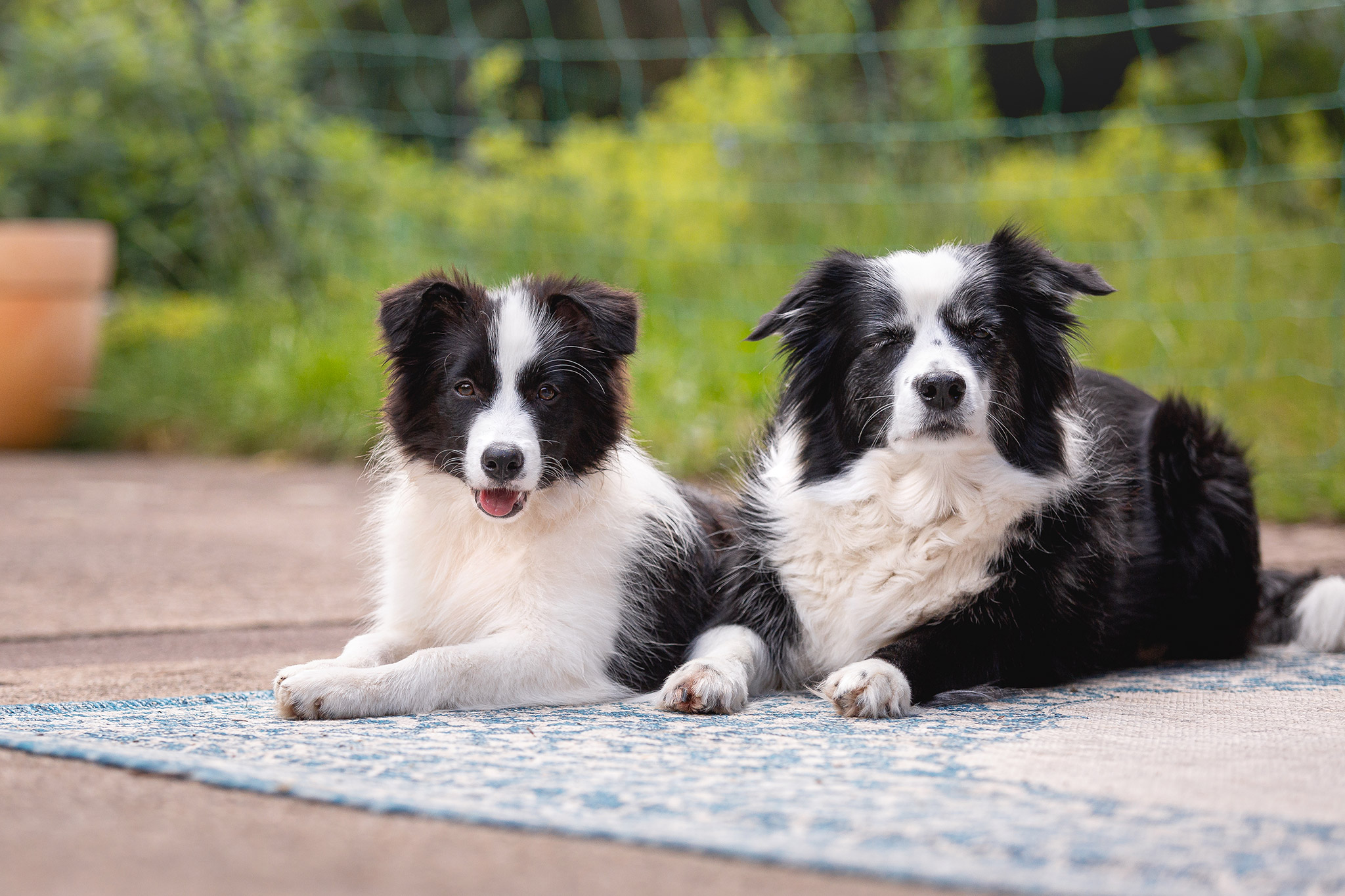 Junge und alte Border Collie Hündin