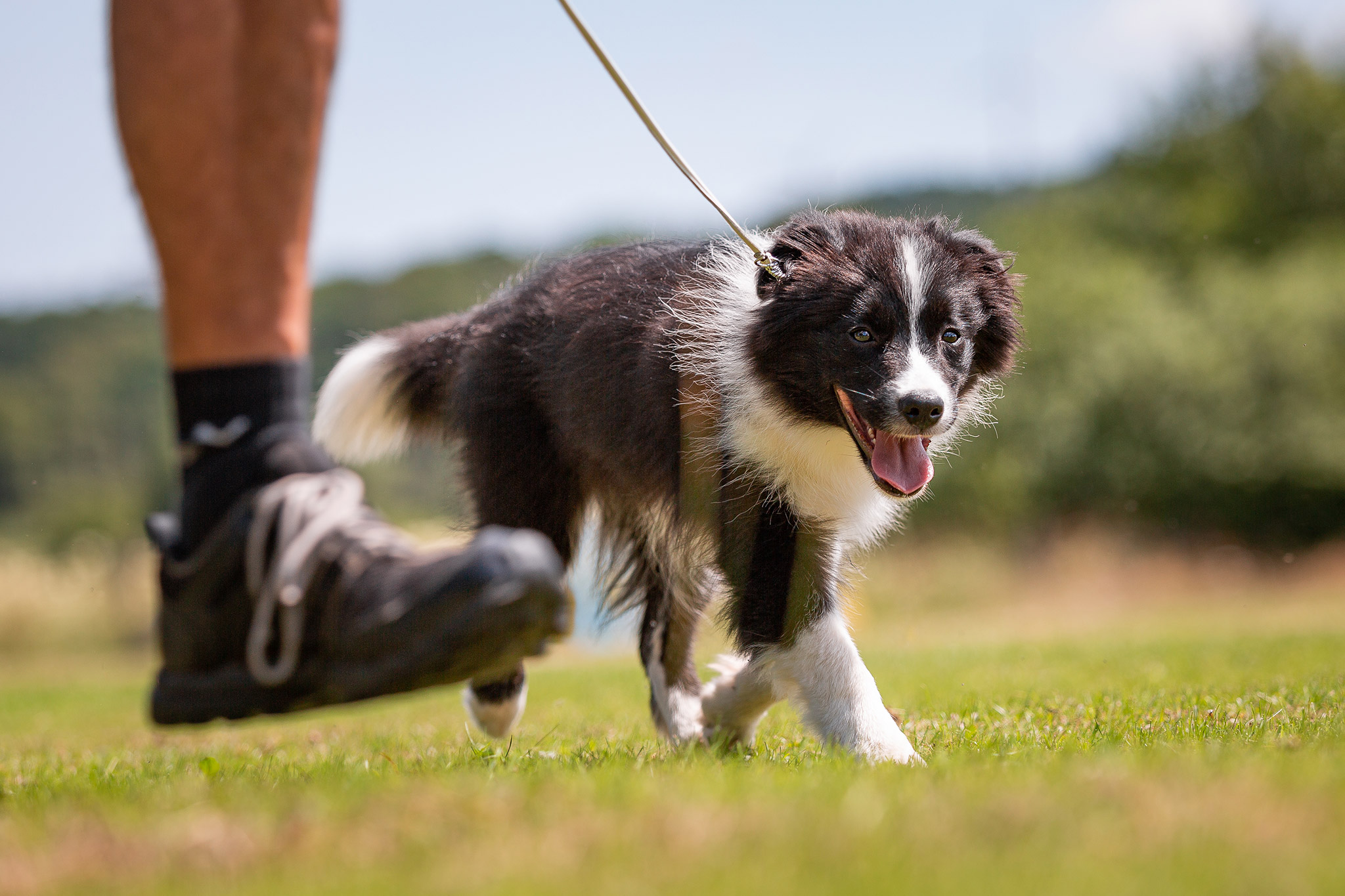 Border Collie Welpe beim Ausstellungstraining