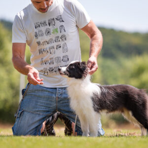 Border Collie Welpe beim Ausstellungstraining