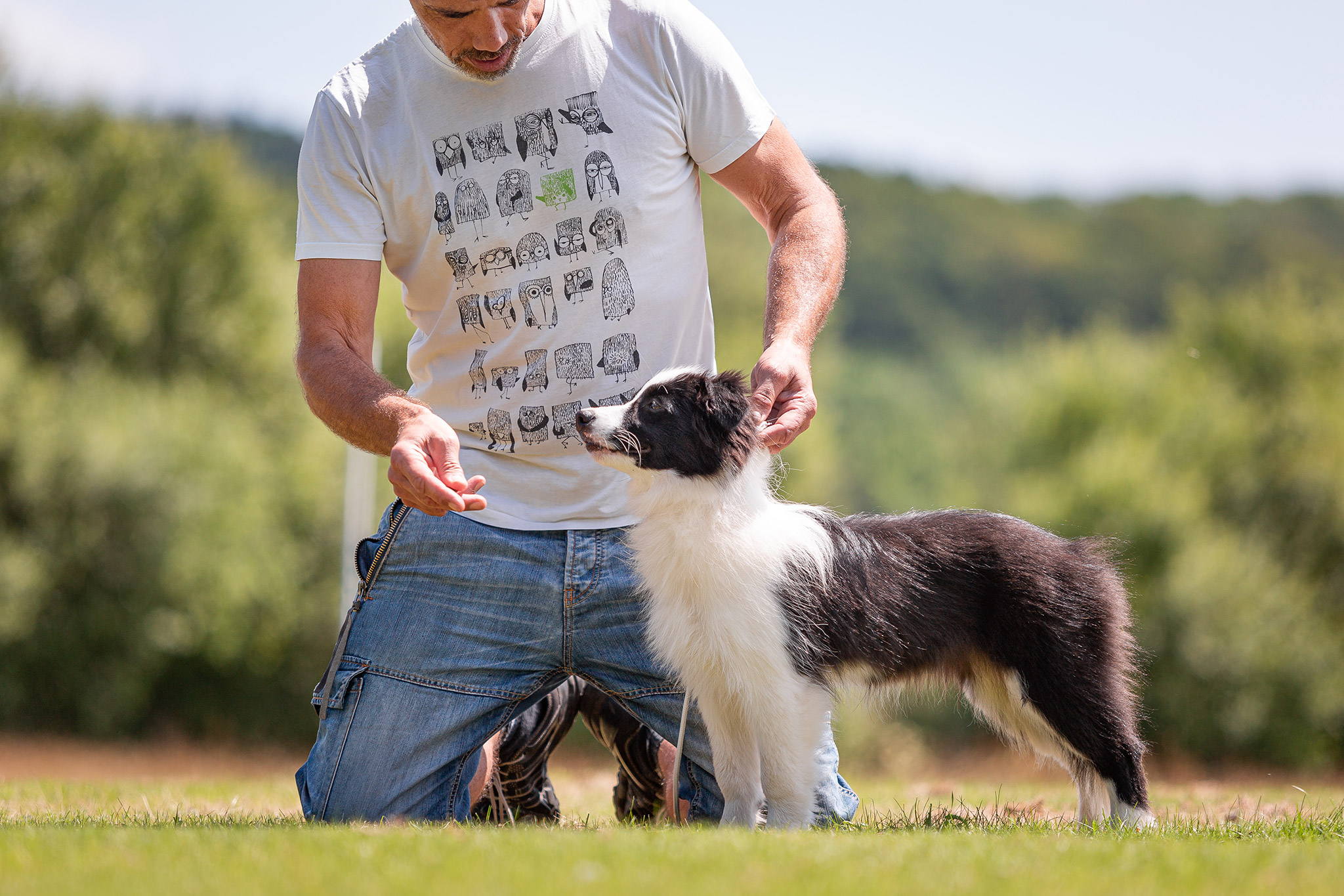 Border Collie Welpe beim Ausstellungstraining