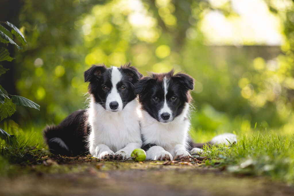 Border Collie Welpen, fünf Monate alt