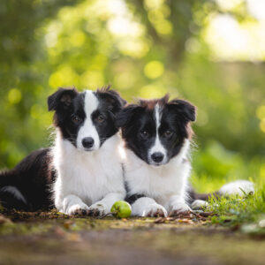 Border Collie Welpen, fünf Monate alt