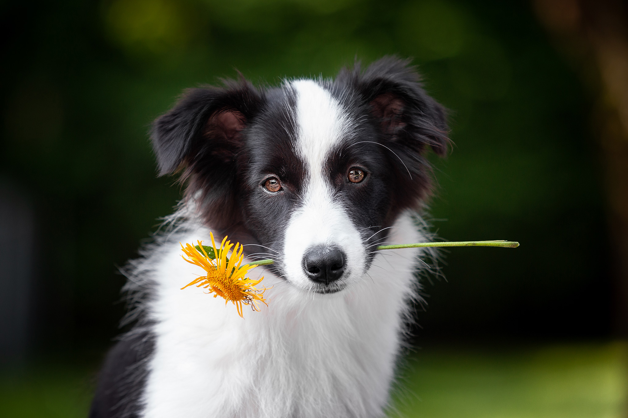 Border Collie Welpe