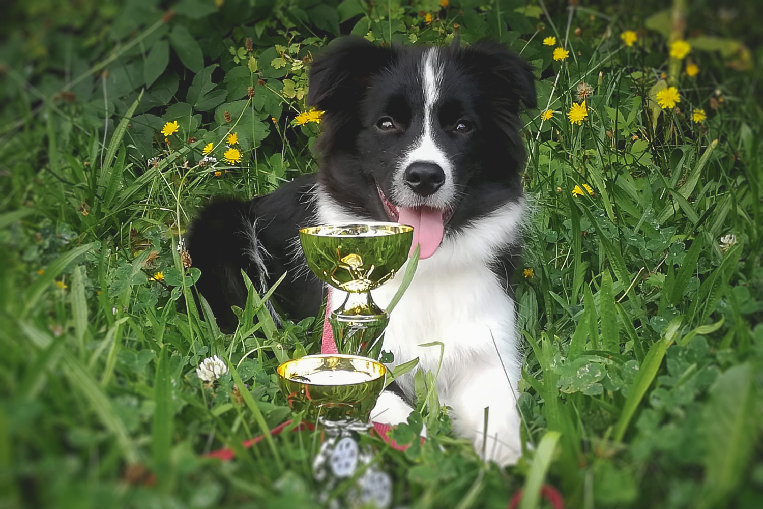 Border Collie Welpe mit Pokal