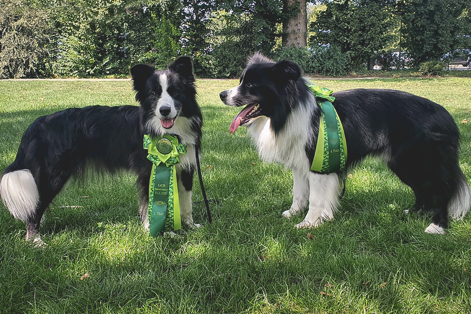 Border Collies