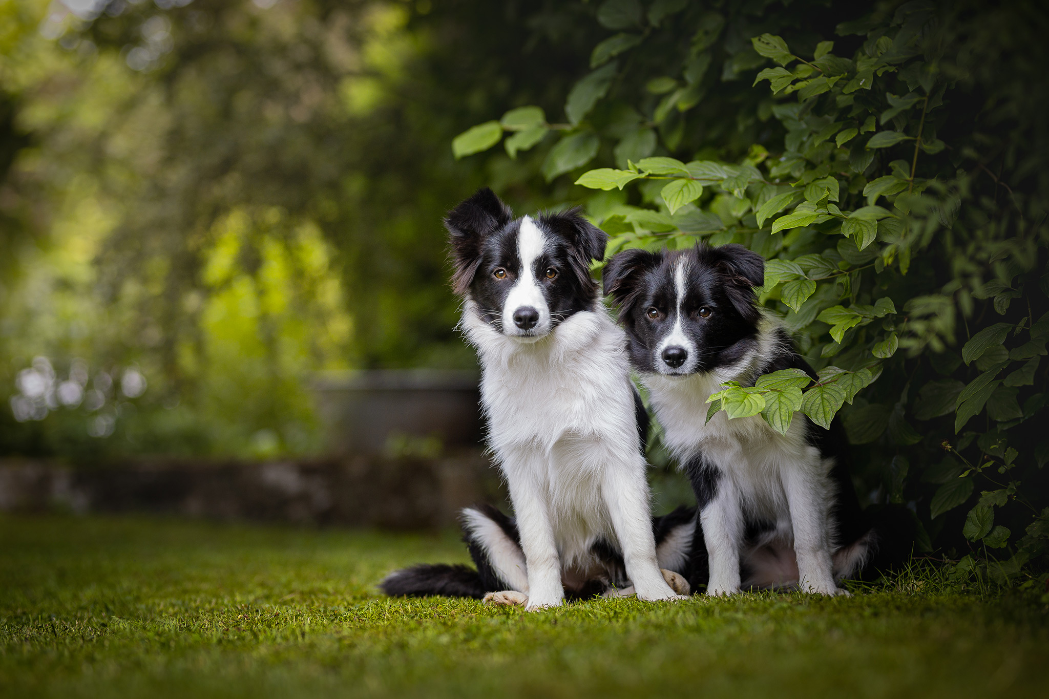 Border Collie Hündinnen mit 6 Monaten