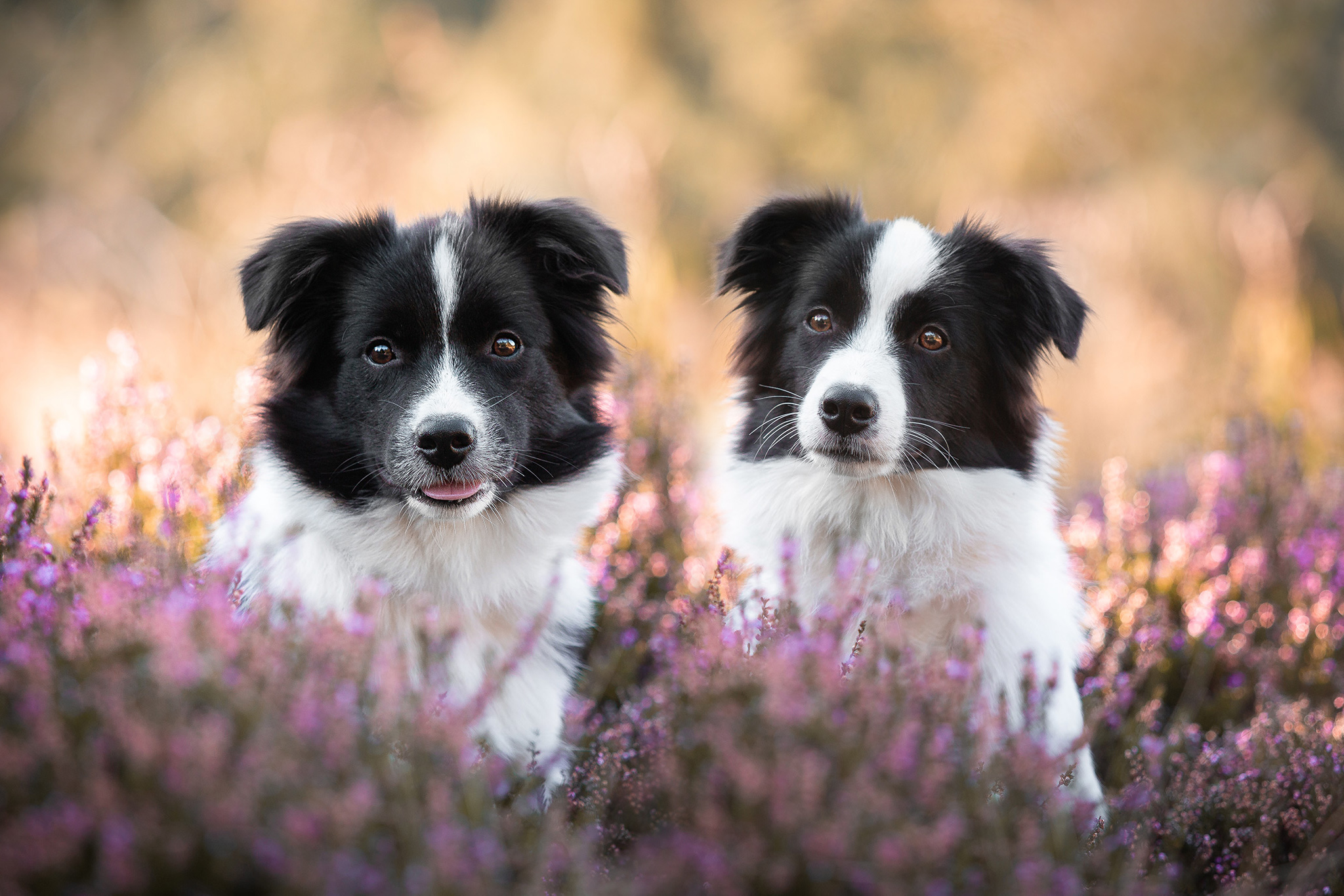 6 Monate alte Border Collie Hündinnen in der Heide