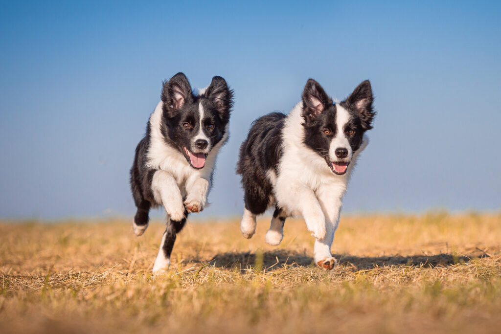 Border Collie Hündinnen mit 6 Monaten