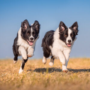 Border Collie Hündinnen mit 6 Monaten