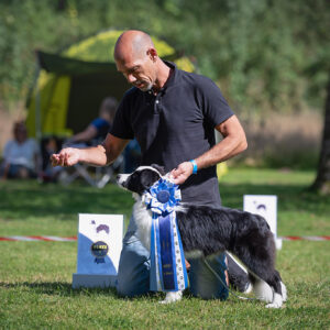 Border Collie Welpe mit Ausstellungsschleife