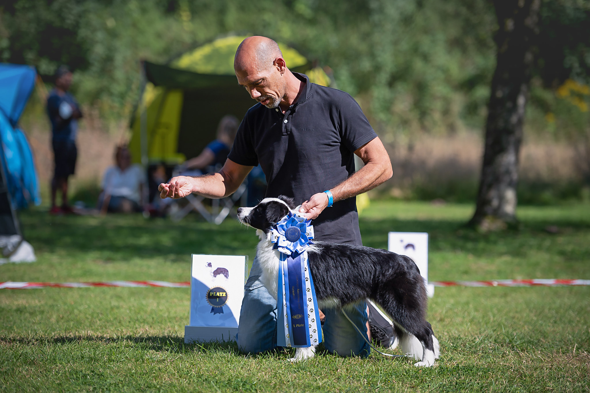 Border Collie Welpe mit Ausstellungsschleife