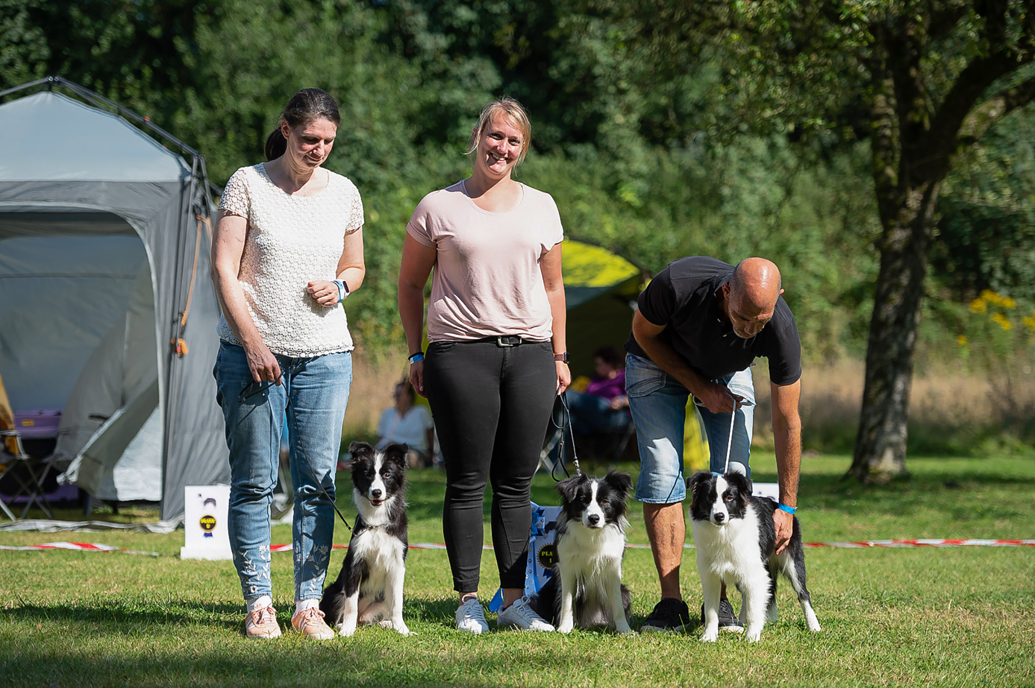 Border Collies auf einer Hundeausstellung